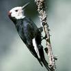 Woodpeckers